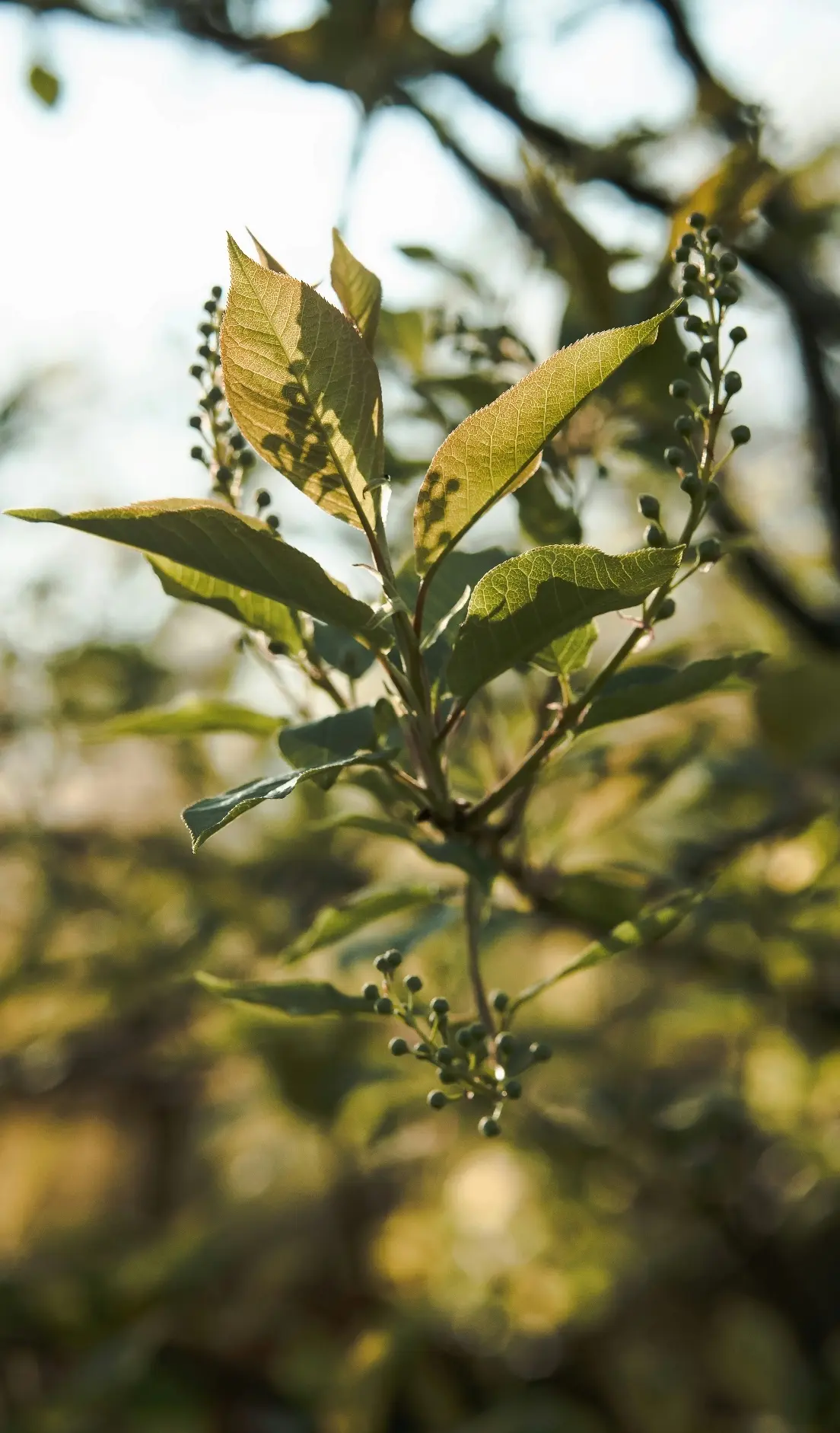Plant